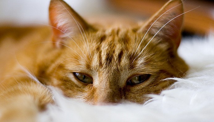 How to Tell If Your Cat Is Sick LoveCATS World