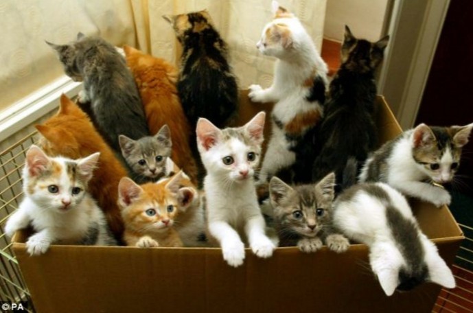 The RSPCA running costs have risen as they struggled to rehome a growing number of cats.