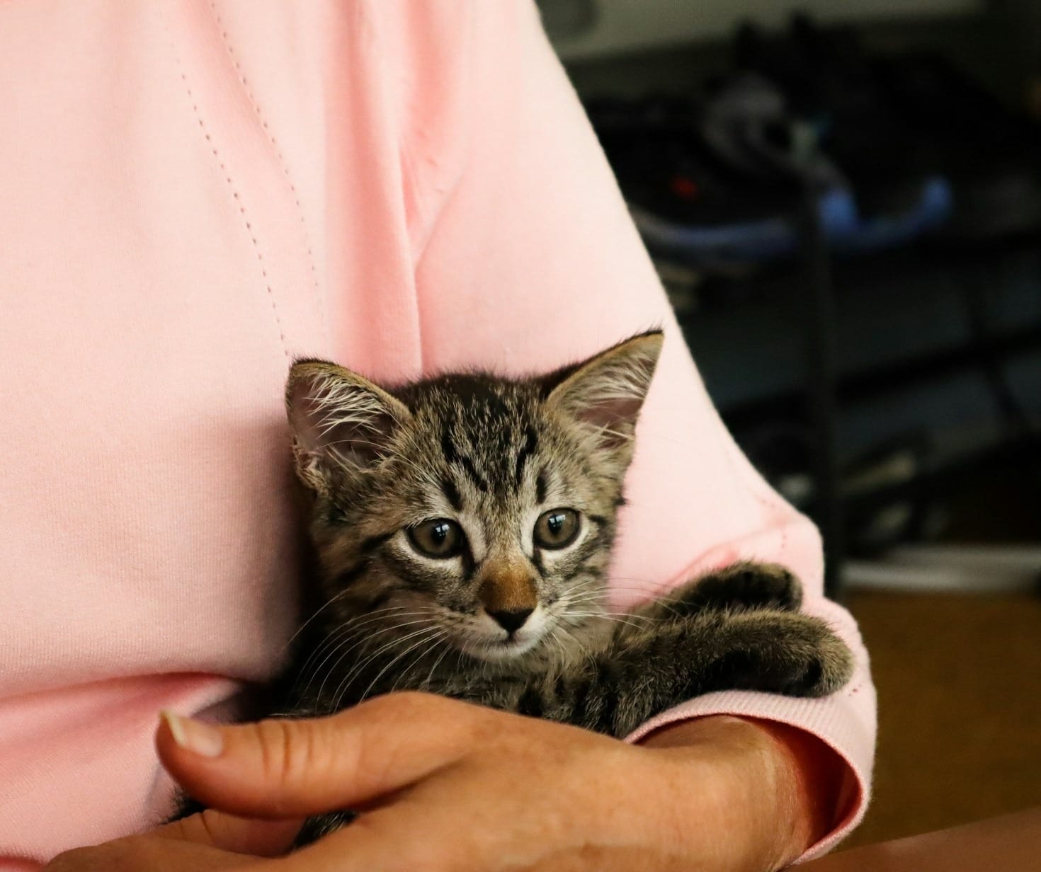 The Magic of Cat Photography: Stories and Techniques