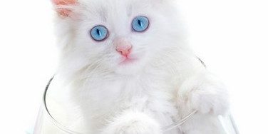 White Cats and Skin Cancer | LoveCATS World