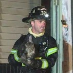 87 cats saved from sanctuary fire