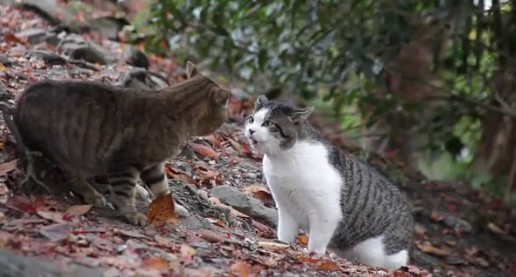 Aggression between housemate cats