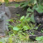 40 cats abandoned on the front lawn