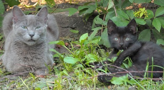 40 cats abandoned on the front lawn