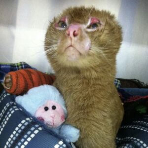 cats are eating nz's critically endangered bats and cats eating owners after death do dogs eat their dead owners