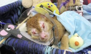 Russell, Severely Burned In House Fire | LoveCATS World