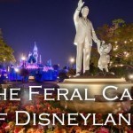 The Feral Cats of the Magic Kingdom