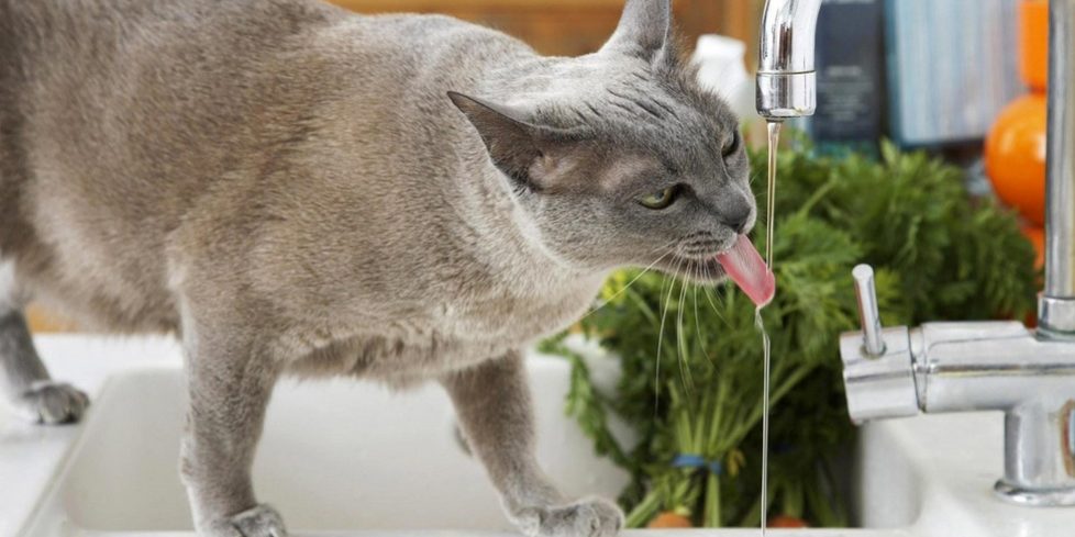Picture of Cats' drinking water habits | LoveCATS World