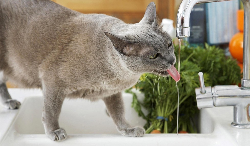 Cats' drinking water habits LoveCATS World