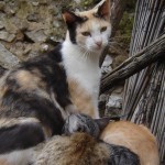 What can you do to help feral cats?