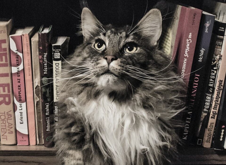 A great initiative to help cats and kids!