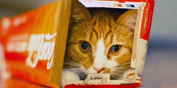 Why Do Cats Love Boxes So Much? | LoveCATS World