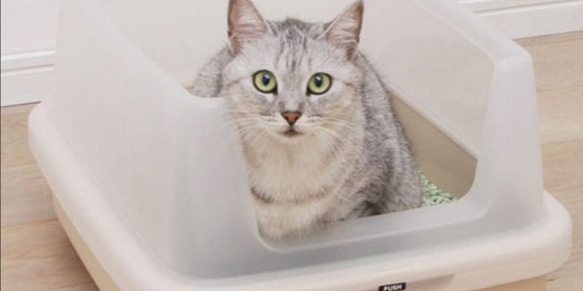 Why Do Cats Freak Out After They Poop LoveCATS World why-do-cats-freak-out-after-they-poop-lovecats-world