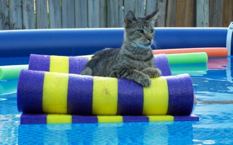 Why Don t Cats Like Water LoveCATS World