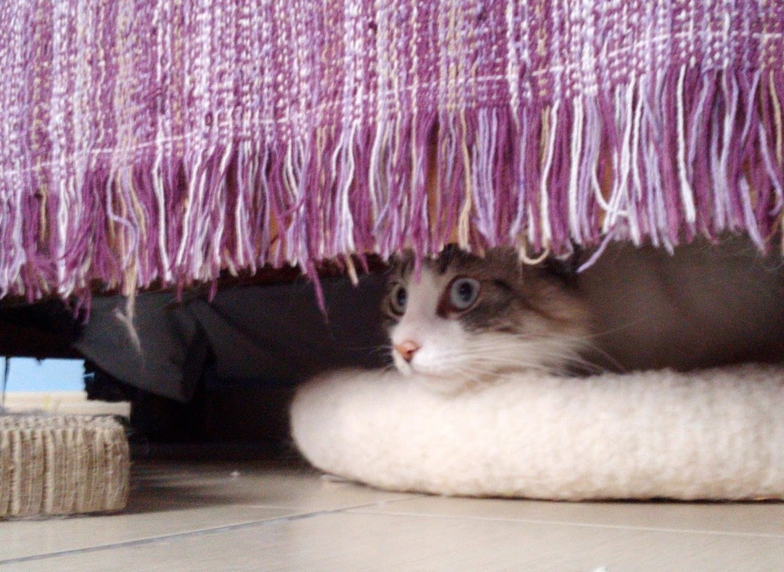 Interacting with a shy cat LoveCATS World