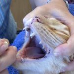 How to pill your cat