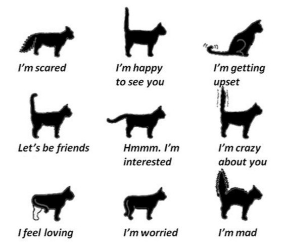 Cat Tail Language LoveCATS World