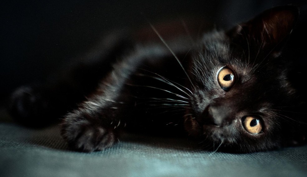 5 Surprising Facts About Cats LoveCATS World 5 Surprising Facts About Cats LoveCATS World