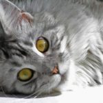 Stewie, the gray tabby Maine coon who was named as the longest cat in 2013