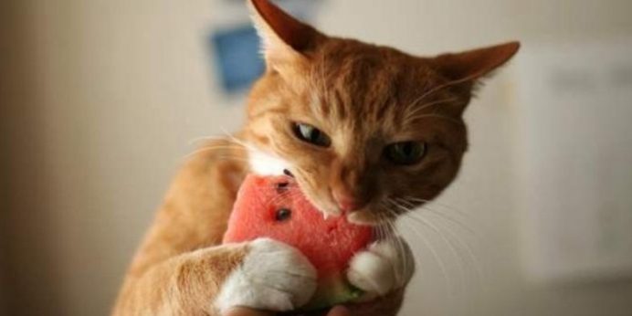 can cats eat watermelon rind