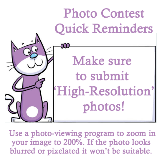 Photo Contest Quick Reminders | LoveCATS World