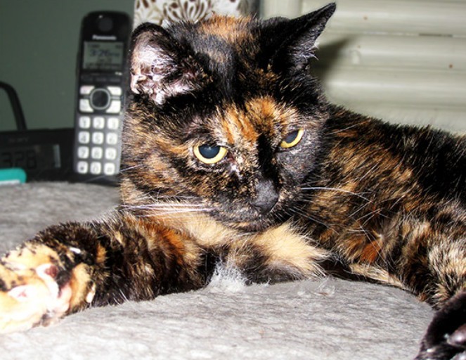 Tiffany Two holds the oldest cat living record!