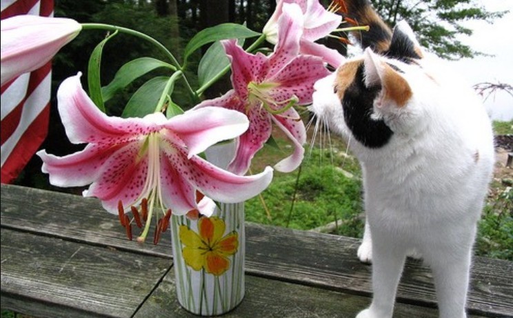 EASTER LILIES CAN BE LETHAL TO CATS