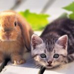 Do cats and rabbits get along?