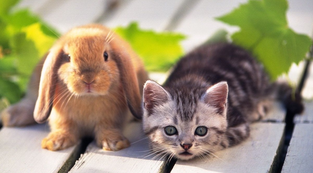 Do Cats And Rabbits Get Along LoveCATS World Do Cats And Rabbits Get Along LoveCATS World