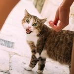 Behavior Changes in Cats