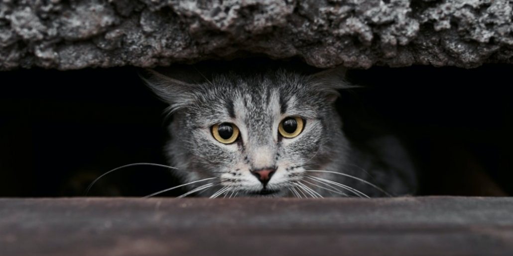 Shelter releases 1,000 feral cats onto Chicago streets LoveCATS World