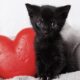 7 ways cats show us their love