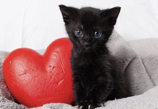 7 ways cats show us their love