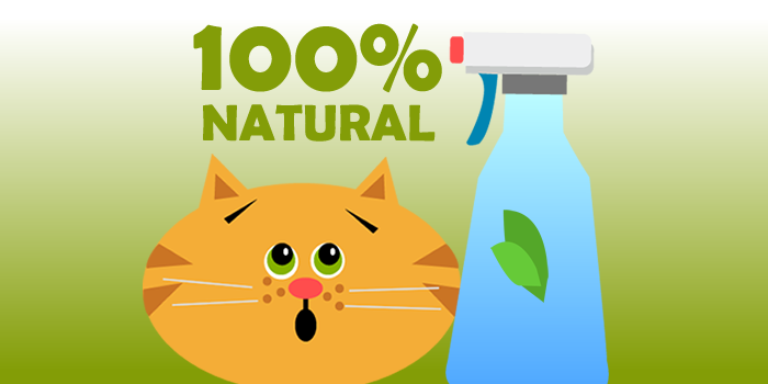 Image showcasing How to make a natural flea repellent spray | LoveCATS World