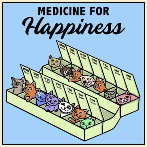 Cats are the best medicine for happiness