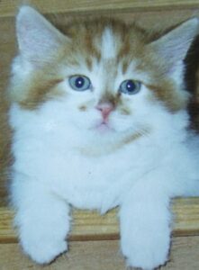oldest maine coon cat