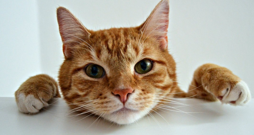 why-are-ginger-cats-the-friendliest-cats-lovecats-world