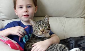 Smudge, a hero to his human brother! | LoveCATS World