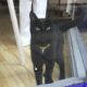 Lost cat spotted by owner in window of closed shop