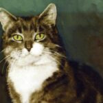 Room 8 was a neighborhood cat who wandered into a classroom in 1952 at Elysian Heights Elementary School in Echo Park, CA.