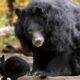 A fearless stray black cat somehow made its way into the enclosure of a an 800-pound Asiatic black bear and they became inseparable
