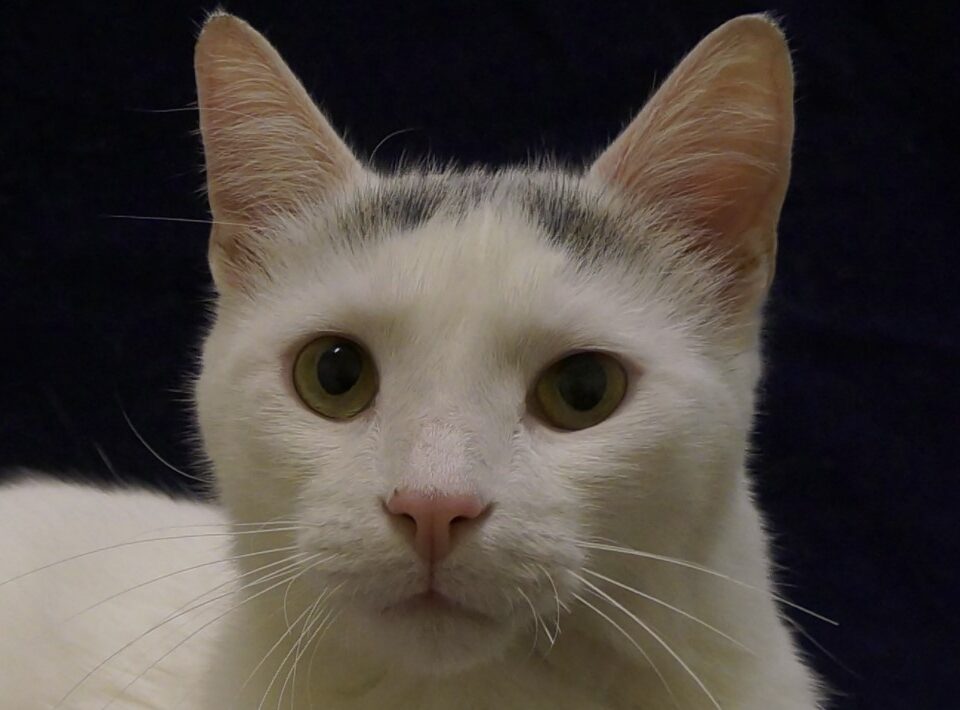 Zine, the first ever cloned cat