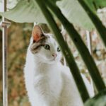 Elderly couple had to leave their 3 cats behind