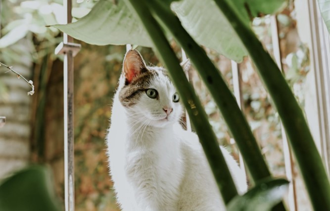 Elderly couple had to leave their 3 cats behind