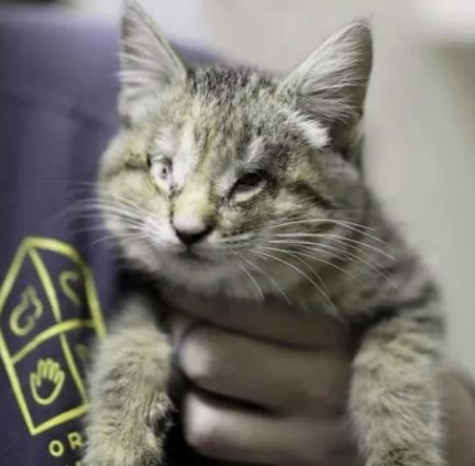 Blind kitten dumped in trash adopted by a family of adopted kids