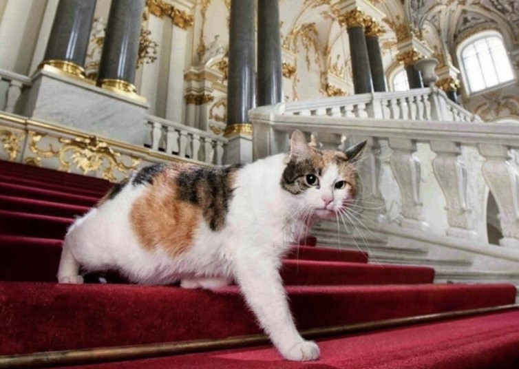 One of the largest museums in the world is home to hundreds of stray cats