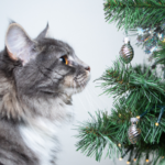 Christmas trees are considered to be mildly toxic to cats, confining your kitty away from the tree when you are not home is recommended...