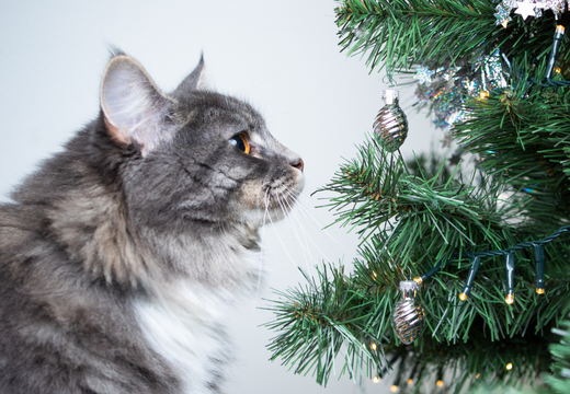 Christmas trees are considered to be mildly toxic to cats, confining your kitty away from the tree when you are not home is recommended...