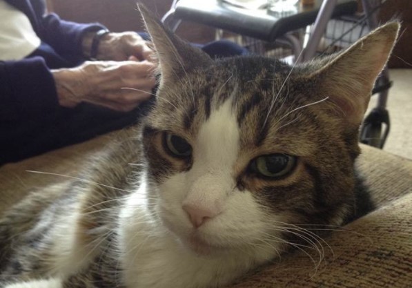 When her beloved cat crossed over the Rainbow Bridge, her elderly owner could not stand the pain and passed away of a broken heart within hours.