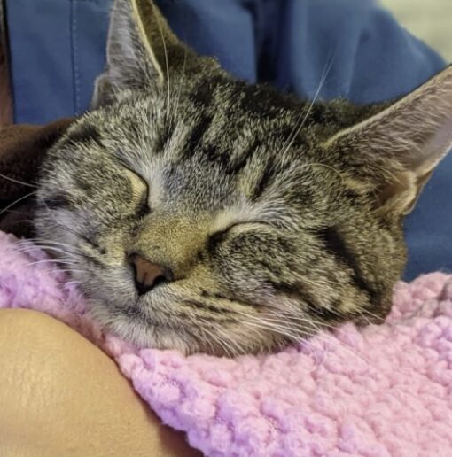 Twisty-legged kitten recovering from life changing surgery